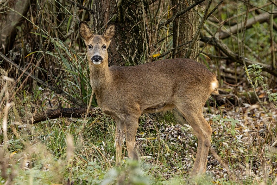  Female Roe Deer